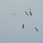 Първите щъркели се появиха над Бургас