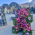 Цветна магия в центъра на Враца в навечерието на 8 март