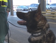 Обучени кучета помагат на граничните полицаи