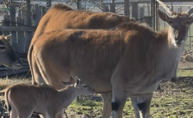Ново попълнение в бургаския зоопарк: Роди се бебе от вида антилопа кана