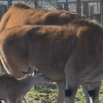 Ново попълнение в бургаския зоопарк: Роди се бебе от вида антилопа кана
