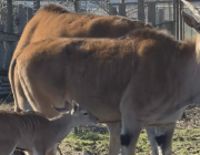 Ново попълнение в бургаския зоопарк: Роди се бебе от вида антилопа кана