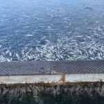 Прокуратурата повдигна обвинения на мъж за унищожаване на 1,5 тона риба на стойност 582 хил. евро