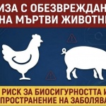 Мъртви животни се трупат във фермите – секторът предупреждава за риск от зарази   