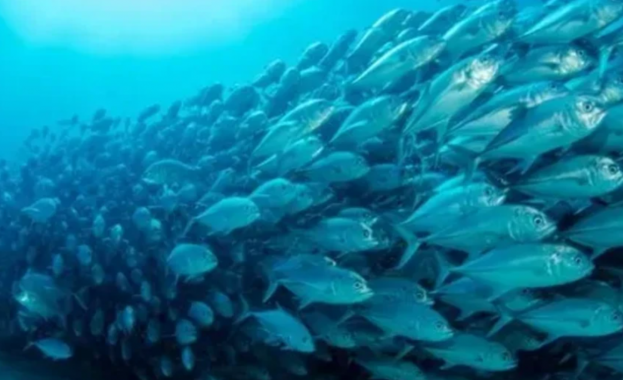 ООН предупреждава: Мигриращите сладководни риби изчезват с тревожна скорост