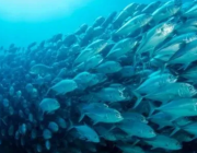 ООН предупреждава: Мигриращите сладководни риби изчезват с тревожна скорост