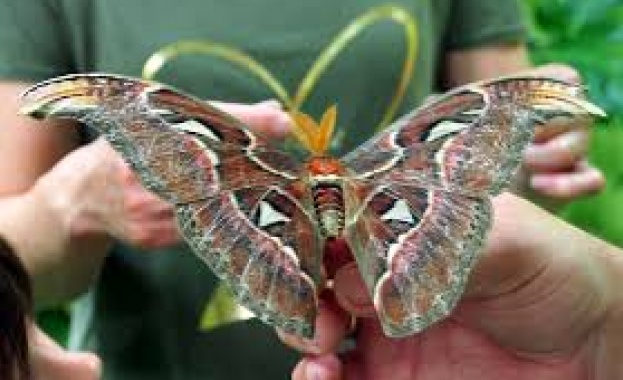 Къщата на пеперудите