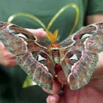 Къщата на пеперудите