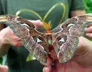 Къщата на пеперудите