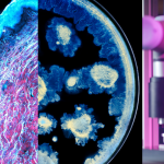 L’Oréal стартира нови изследвания за здравето на кожата със световно признатия научен център Институт „Пастьор“