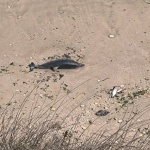 Над 300 птици и 11 делфина са загинали по Северното Черноморие заради заплитане в рибарски мрежи