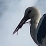 Жители алармират за бедстващ щъркел с примка на клюна в Лясковско