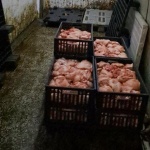 Унищожават 10 тона продукция на месокомбинат в Свищов