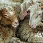 Животни, шоу и състезания на събора на овцевъдите