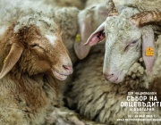 Животни, шоу и състезания на събора на овцевъдите