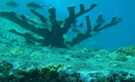 Учени откриха над 110 нови дълбоководни вида в Коралово море