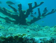 Учени откриха над 110 нови дълбоководни вида в Коралово море