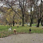 Столичният инспекторат отчита 620 проверки на домашни кучета от началото на годината 