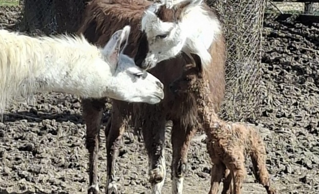 След години усилия в Зооцентър Добрич се роди бебе лама