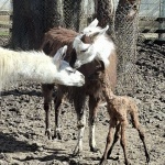 След години усилия в Зооцентър Добрич се роди бебе лама