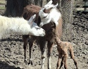 След години усилия в Зооцентър Добрич се роди бебе лама