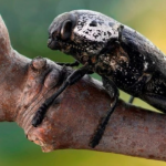 Утвърдени са 7,8 млн. евро за зимни пръскания и за борба с черната златка през 2026 г.