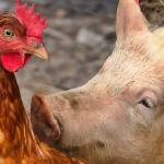 Одобрени са близо 43 млн. евро за хуманно отношение към свине и птици