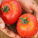 УС на ДФЗ отпуска 256 хил. евро за борба с доматения молец - Tuta absoluta