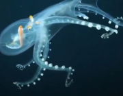 Учени откриха останки от гигантски октоподи „кракен“ с дължина до 19 метра