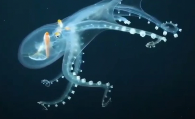 Учени откриха останки от гигантски октоподи „кракен“ с дължина до 19 метра