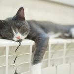 Започва поетапно спиране на отоплението в София