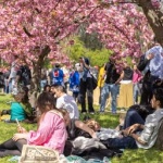 Най-голямата японска градина в Европа е в Букурещ