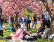 Най-голямата японска градина в Европа е в Букурещ