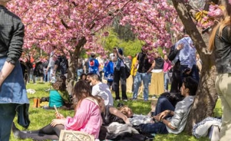 Най-голямата японска градина в Европа е в Букурещ