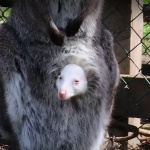 Бейби бум в зооцентъра в Добрич