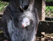 Бейби бум в зооцентъра в Добрич