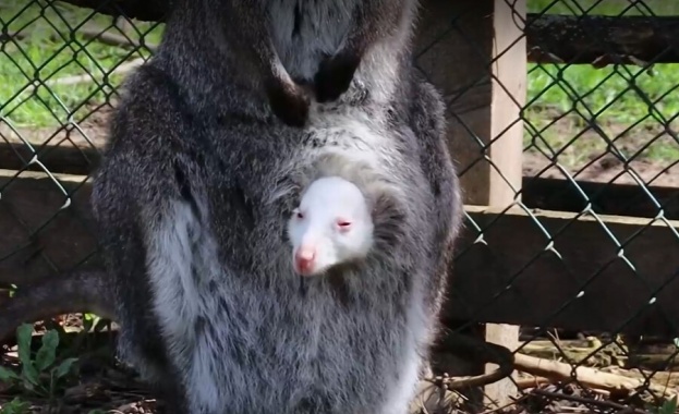 Бейби бум в зооцентъра в Добрич