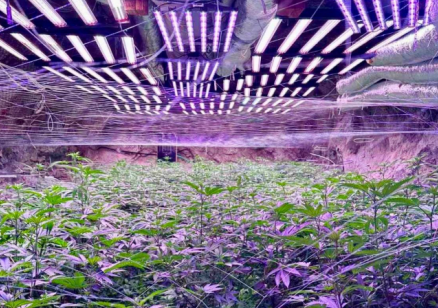 Разкриха високотехнологична оранжерия за канабис в мина край Кюстендил