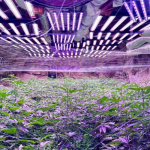 Разкриха високотехнологична оранжерия за канабис в мина край Кюстендил