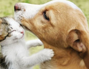 Нови правила в ЕС за котки и кучета: какво се променя