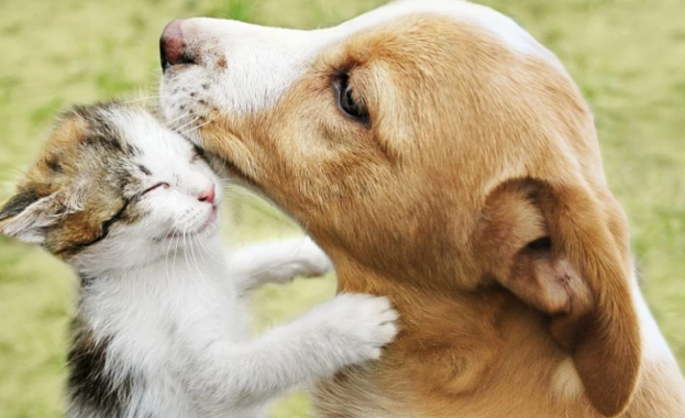 Нови правила в ЕС за котки и кучета: какво се променя