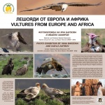 Зоопаркът в София открива „Ден на лешоядите“