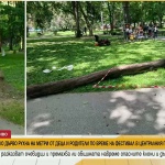 Изгнило дърво рухна на метри от деца и родители по време на фестивал в централния парк в Пловдив