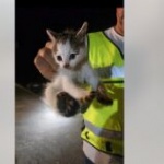 Спасиха коте, паднало в дълбока кабелна шахта с високо напрежение 