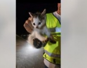 Спасиха коте, паднало в дълбока кабелна шахта с високо напрежение 