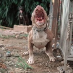 Куче от породата Американско були нахапа дете и уби куче в Нови Искър. Имало ли е преди това сигнали срещу животното?