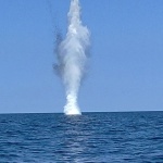 Противоминната военноморска група в Черно море изпълни задача по унищожаване на дрейфащ дрон