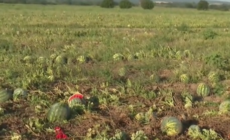Производители на дини не берат продукцията си заради ниските изкупни цени