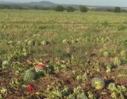 Производители на дини не берат продукцията си заради ниските изкупни цени