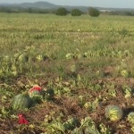 Производители на дини не берат продукцията си заради ниските изкупни цени